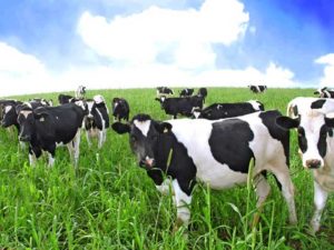 cows_200808